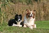 BORDER COLLIE 1354